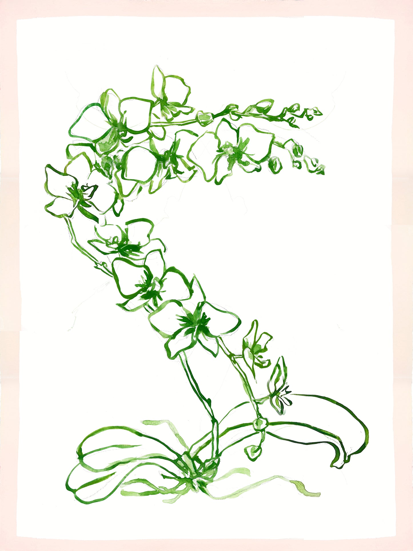 Dover Orchid 1