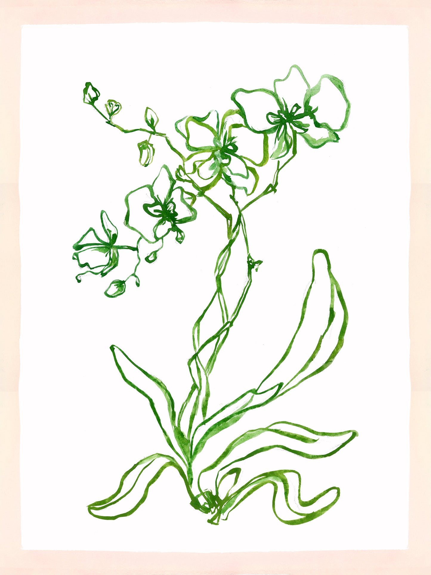 Dover Orchid 4