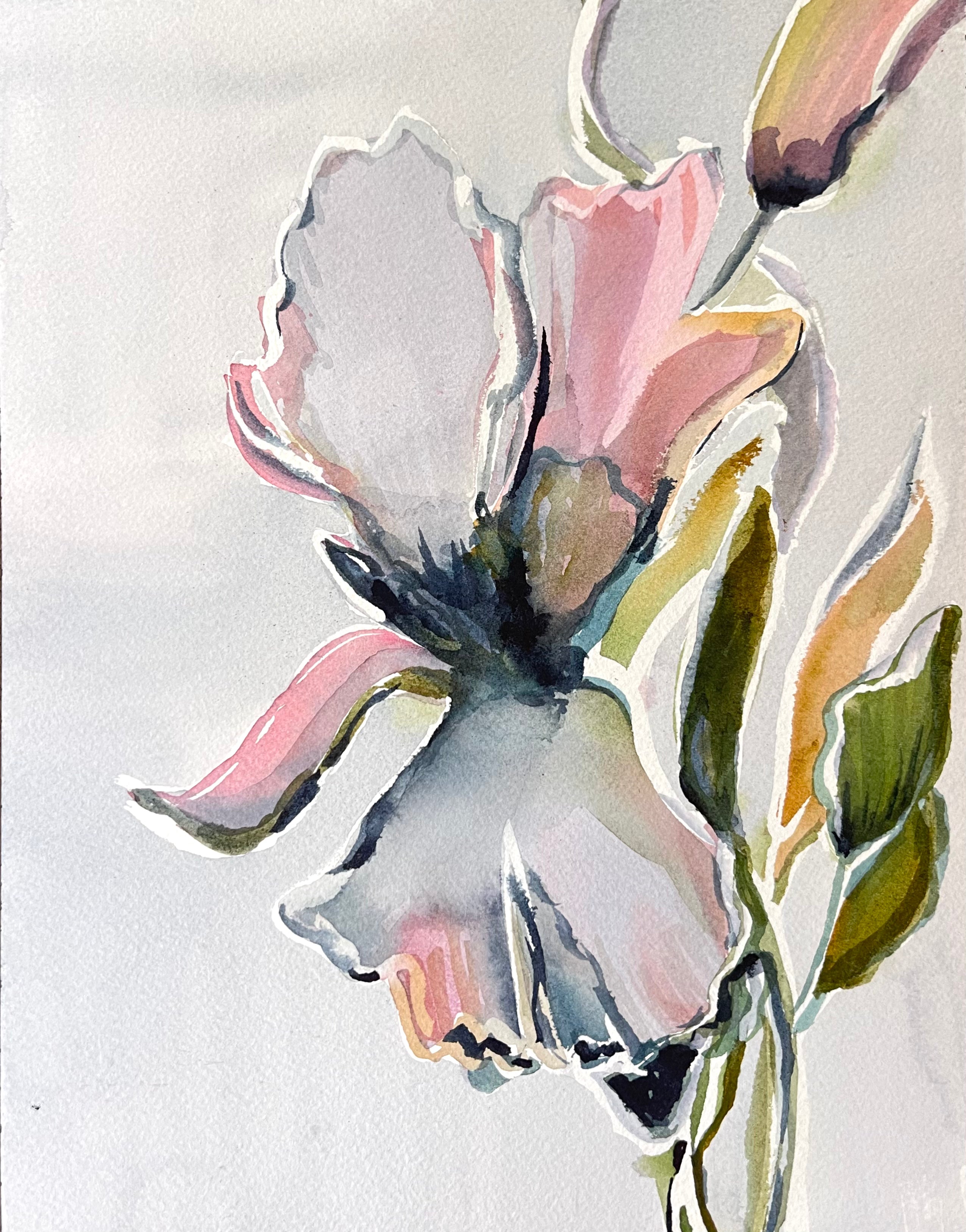 Iris Study Illustration